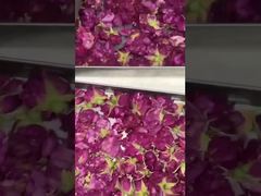 家庭用フリーズドライ：使いやすく、省エネで、キッチンにぴったり